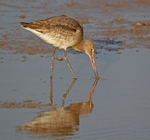 Bar-tailed Godwit - Limosa lapponica