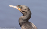 Neotropical cormorant