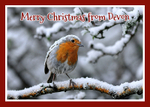 XMO90 Snowy Devon Robin