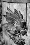 Leaf portfolio