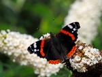 Red Admiral