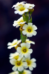 White flower - 5480
