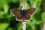 Common Blue