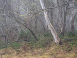 Gums in mist