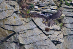 Peregrine (juvenile) about to land on a cliff ledge