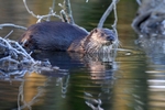 OtterCounty Louth