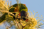 Lorikeet with nectar 5
