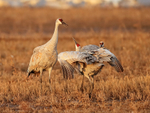 Sandhill Crane confrontation, Bosque del Apache, New Mexico