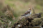 Snow Bunting!