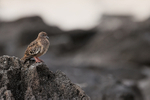 Galapagos Dove (juvenile) & lava rocks, Espanola, Galapagos