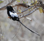 Magpie Shrike