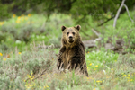 Curious Stare_9680
