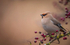 WAXWING HALKYN 7