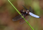Broad Bodied Chaser