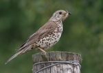 Mistle Thrush