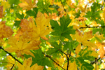 Maple Leaves