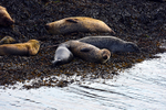 Seals on Loch Linnhe - DSC_9187_00117