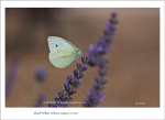 Small White