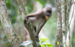 Female mandrill