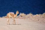 Young Vicuna on the road, Laguna Miscanti, Chile