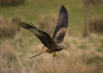 RED KITE 6
