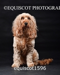 equiscot1596