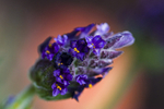 Flower - 1182