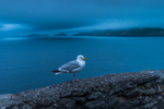Seagull at Slea Head in County Kerry