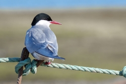 Arctic Tern