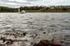 Brockholes 11