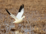 Ross's Goose taking off, Bosque del Apache, New Mexico