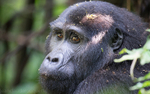 Bwindi (Nkuringo)