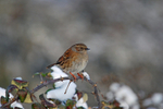 Dunnock