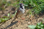 Tree Sparrow