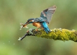 2 minnows