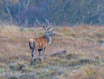 Red Deer - Cervus elaphus
