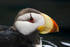 Close-up of a Horned Puffin at the Alaska Sealife Centre