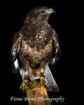 birds studio-14