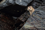 Marine Otter head above rock, Chanaral Island, Chile