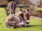 Irish Donkeys
