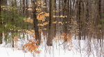 TREES WEEK #9