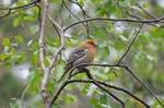 Pine Grosbeak