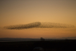 Starling Murmuration, Gretna green, on the way home