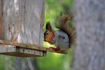 Red Squirrel