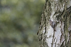 Tree Creeper 1