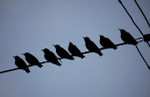 Bird on the wire _ AGTO107