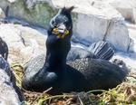 Cormorants,Shags portfolio