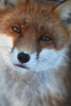 Red Fox in snow_ AGTO161
