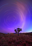 Star Trails & Grass Tree-8491