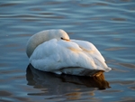 Bewick's Swan